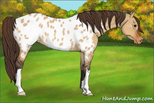Horse Color:Buckskin Dun Appaloosa 