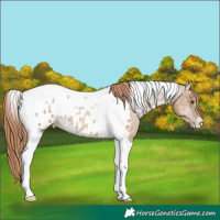 Horse Color:Grullo Ice Pearl Tobiano Appaloosa 