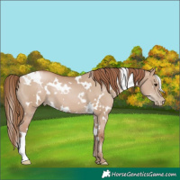 Horse Color:White Spotted Grullo Pearl 
