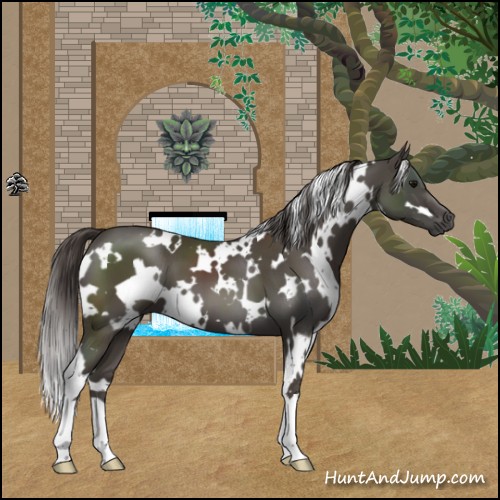 Horse Color:White Spotted Smoky Black