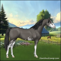 Horse Color:Grullo Sabino 