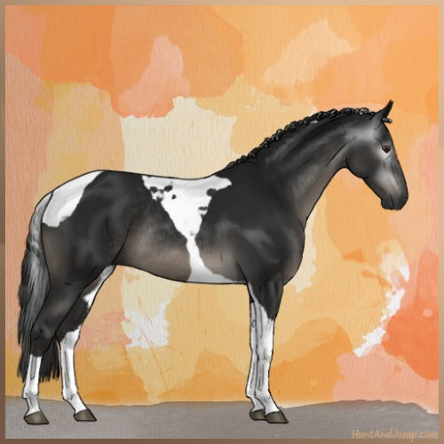 Horse Color:Gray Black Tobiano Rabicano