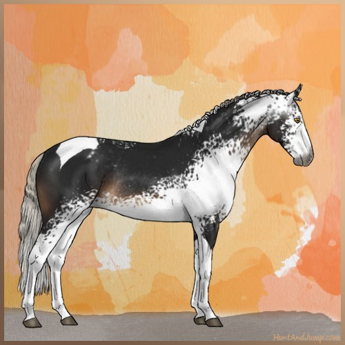 Horse Color:Gray White Spotted Silver Brown Tobiano Appaloosa Rabicano 