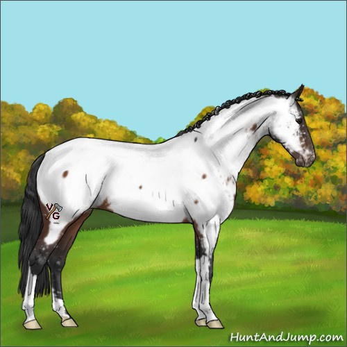 Horse Color:Brown Appaloosa 