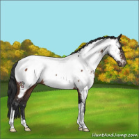 Horse Color:Brown Appaloosa 