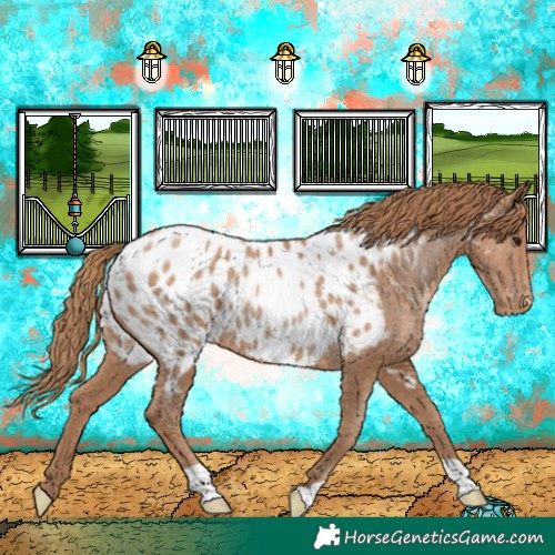 Horse Color:Black Pearl Appaloosa Rabicano 