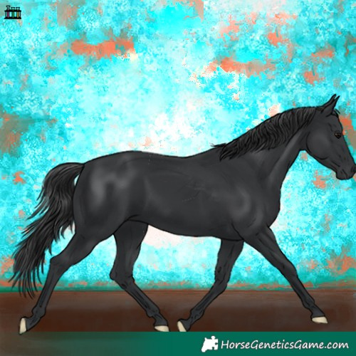 Horse Color:Black 