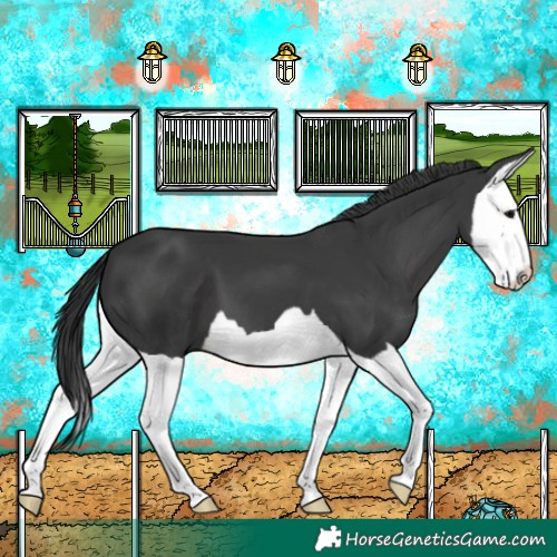 Horse Color:Black Splash 