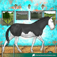 Horse Color:Black Splash 