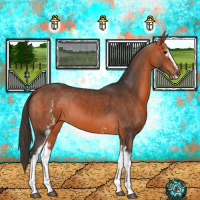 Horse Color:White Spotted Bay Sabino 