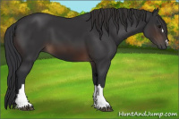 Horse Color:Brown 
