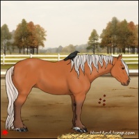 Horse Color:Silver Bay 