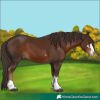 Horse Color:Liver Chestnut 