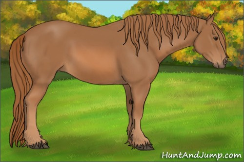 Horse Color:Chestnut 