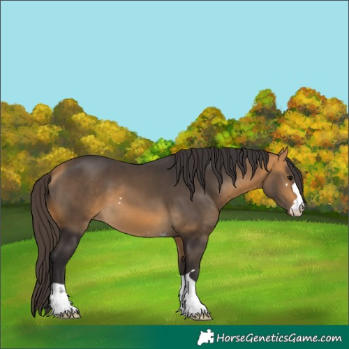 Horse Color:Buckskin 