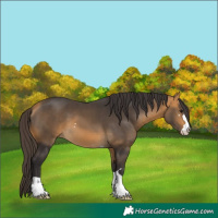Horse Color:Buckskin 