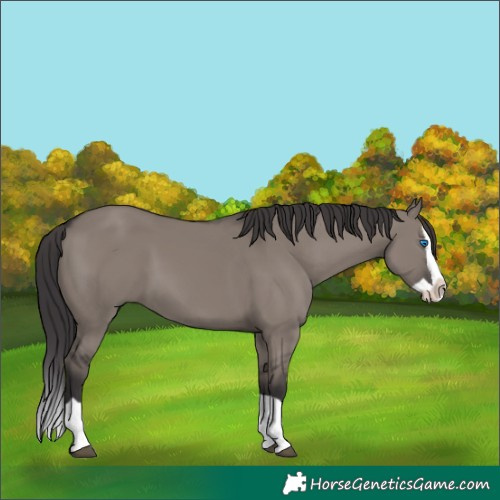 Horse Color:Smoky Grullo Splash 