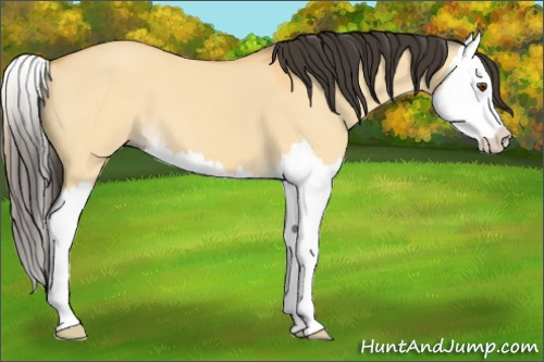 Horse Color:Buckskin Dun Splash 