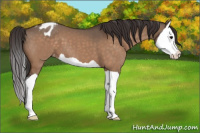 Horse Color:Bay Dun Splash Appaloosa 