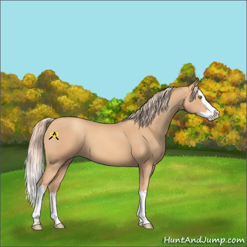 Horse Color:Gold Champagne Splash 