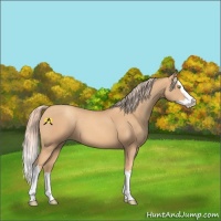 Horse Color:Gold Champagne Splash 