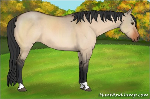 Horse Color:Brown Dun 
