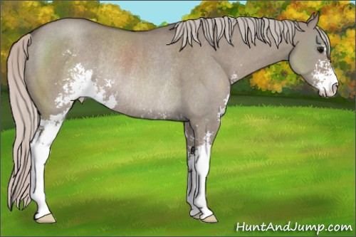 Horse Color:Silver Grullo Sabino Rabicano 