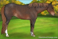 Horse Color:Liver Red Roan 