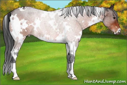 Horse Color:White Spotted Brown Roan 
