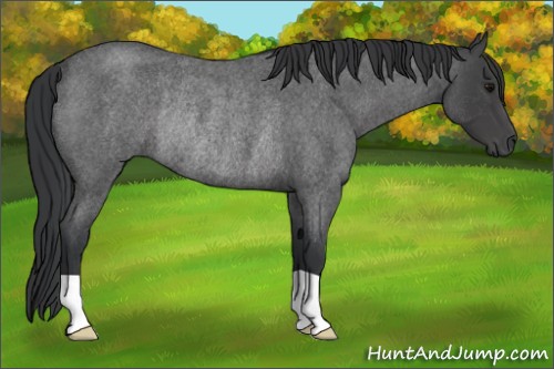 Horse Color:Blue Roan Rabicano