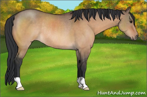 Horse Color:Bay Dun Rabicano 