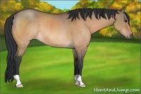 Horse Color:Bay Dun Rabicano 