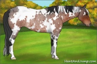 Horse Color:White Spotted Brown Roan Rabicano 