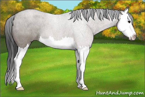 Horse Color:Grullo Roan Sabino Splash