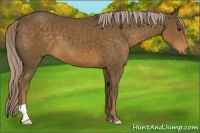 Horse Color:Chocolate Palomino 