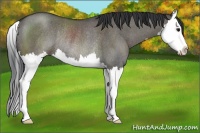Horse Color:Grullo Sabino Splash Rabicano 