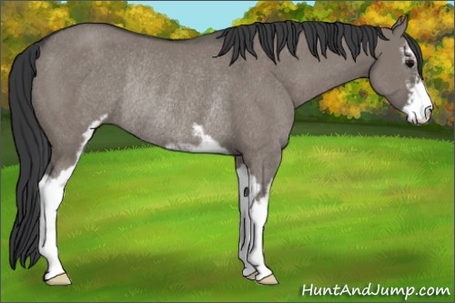 Horse Color:Grullo Sabino Rabicano 