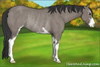 Horse Color:Grullo Sabino Rabicano 