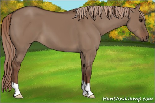 Horse Color:Liver Red Dun 