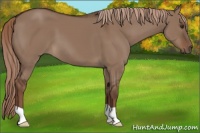Horse Color:Liver Red Dun 
