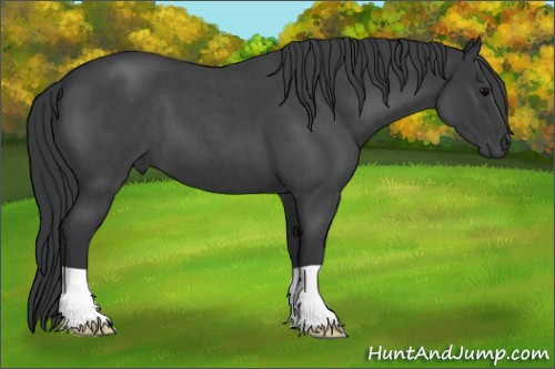 Horse Color:Blue Roan 