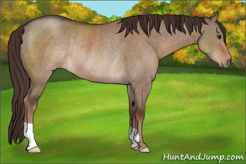 Horse Color:Liver Red Dun Rabicano 