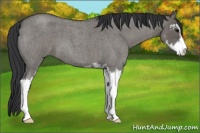 Horse Color:Grullo Roan Sabino 