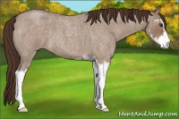 Horse Color:Liver Red Dun Roan Sabino 