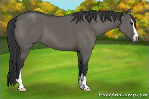 Horse Color:Grullo Sabino 