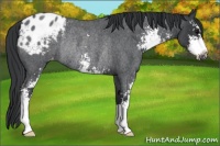 Horse Color:Blue Roan Sabino Appaloosa Rabicano