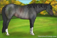 Horse Color:Brown Rabicano 