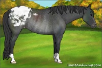 Horse Color:Blue Roan Appaloosa Rabicano 
