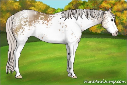 Horse Color:White Spotted Silver Grullo Sabino 
