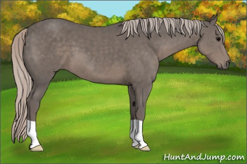 Horse Color:Silver Black